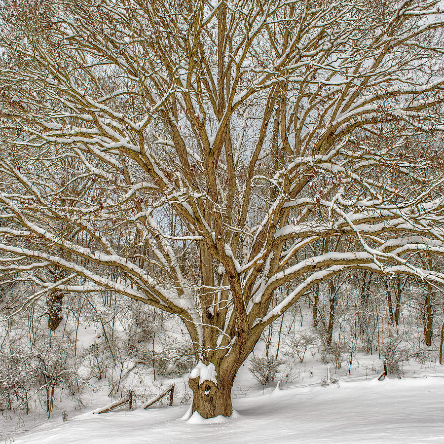 White Oak in Snow Photograph by Joe Shrader