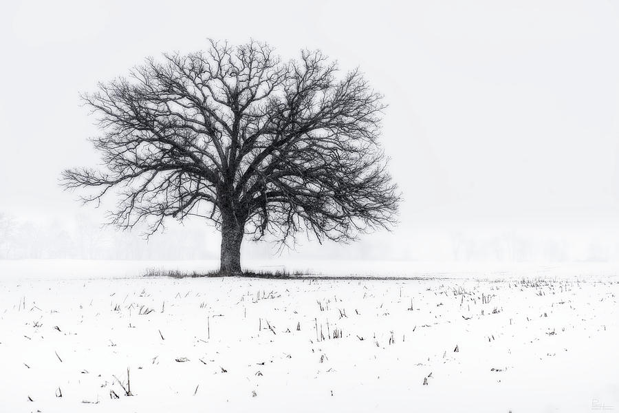 Fade to White - An isolated oak in corn stubble field with snowstorm Photograph by Peter Herman