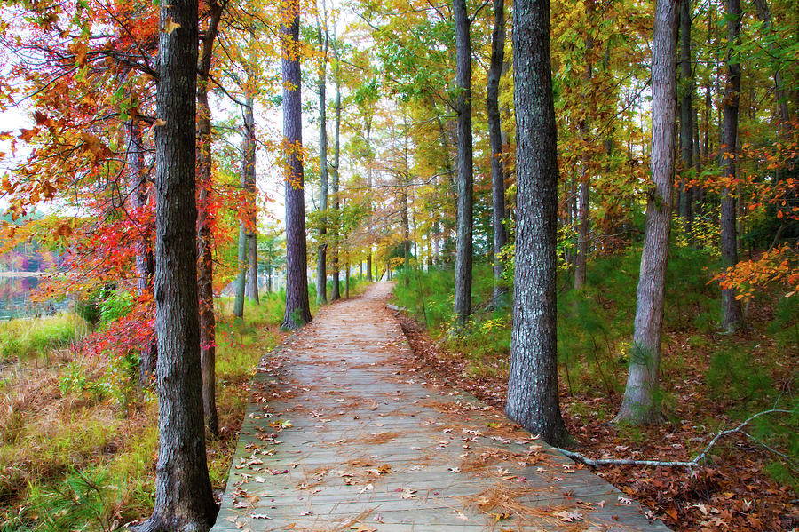 White Oak Trail In Autumn Photograph