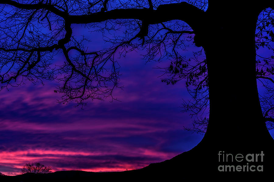White Oak Tree at Dawn Photograph by Thomas R Fletcher