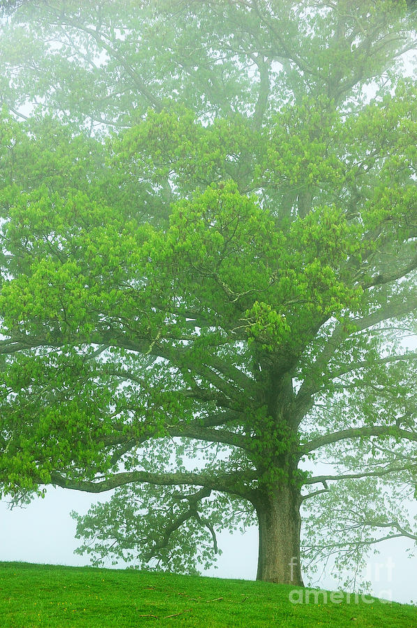 Spring Photograph - White Oak Tree in Fog by Thomas R Fletcher