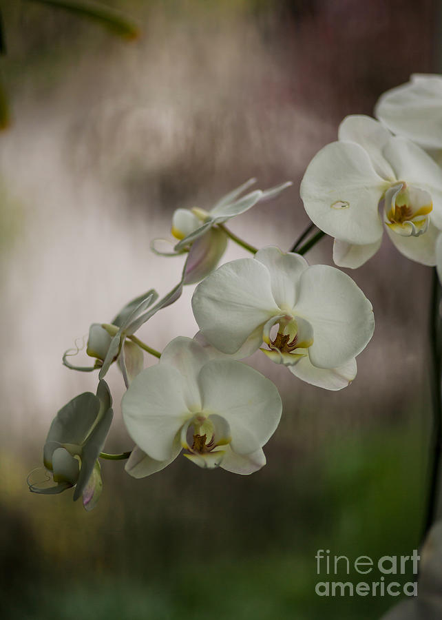 Orchid Photograph - White of the Evening by Mike Reid