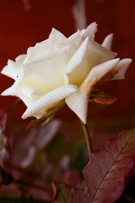 Floral Photograph - White by Ofelia Arreola Floral Photograph - White by Ofelia Arreola
