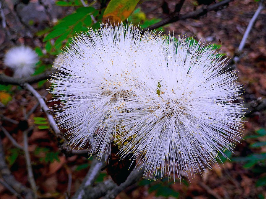 White Ohia Photograph by Robert Meyers-Lussier