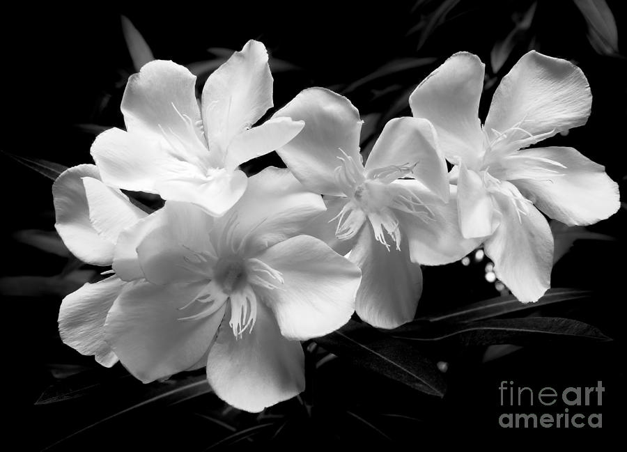 Flowers Still Life Photograph - White Oleander by Amar Sheow