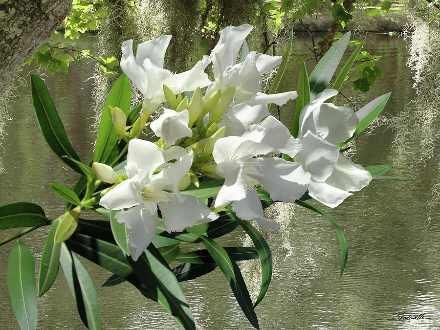 White Oleander by Lakeside Digital Art by M Spadecaller