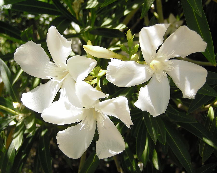 White Oleander flowers Photograph by Stephanie Moore