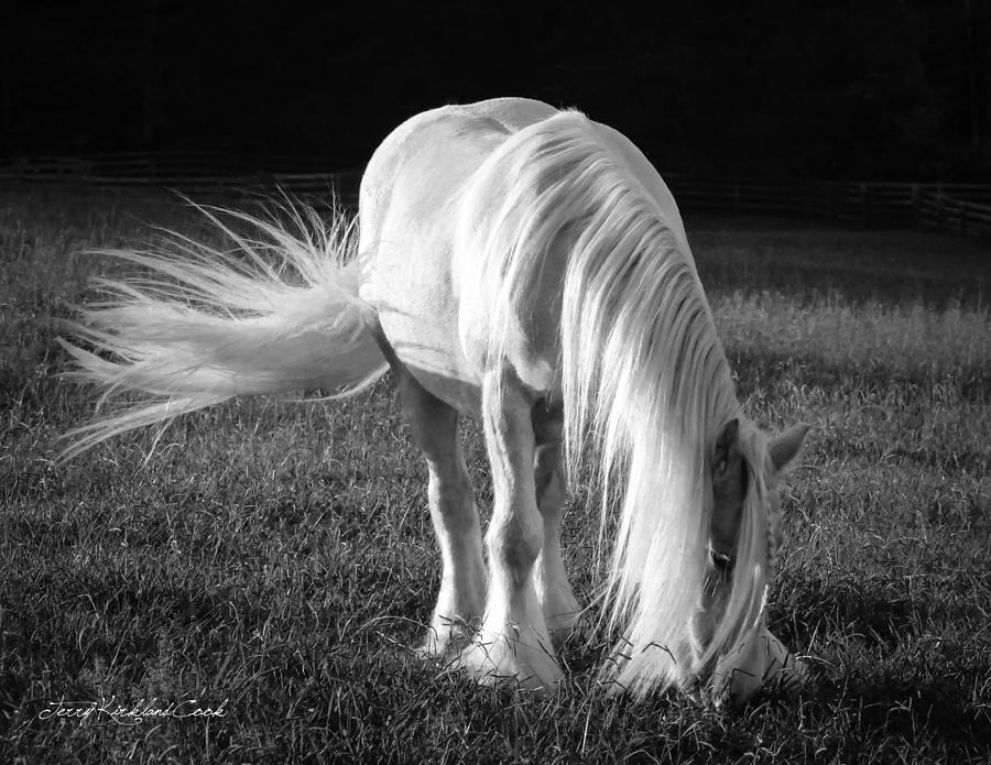 White on Black and White Photograph by Terry Kirkland Cook