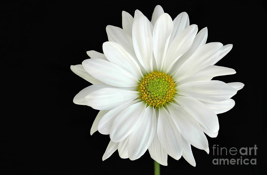 Nature Photograph - White On Black by Dan Holm