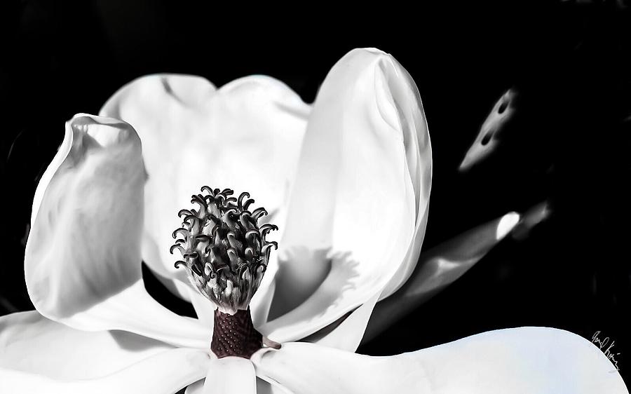 White On Black Magnolia Photograph