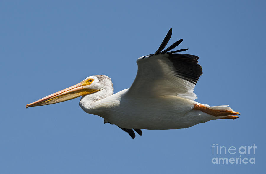 Pelican Photograph - White on Blue by Michael Dawson