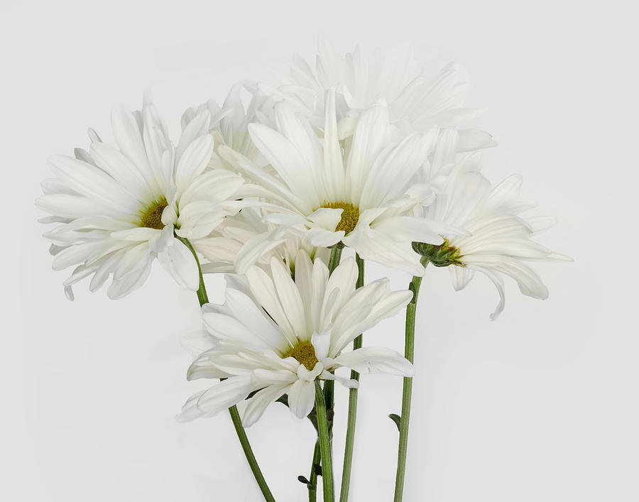 White on White 2 Photograph by Eleanor Bortnick - Fine Art America