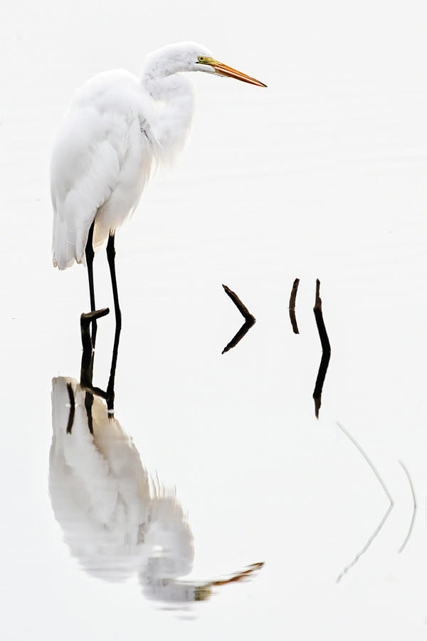 White on White Photograph by Dawn Currie