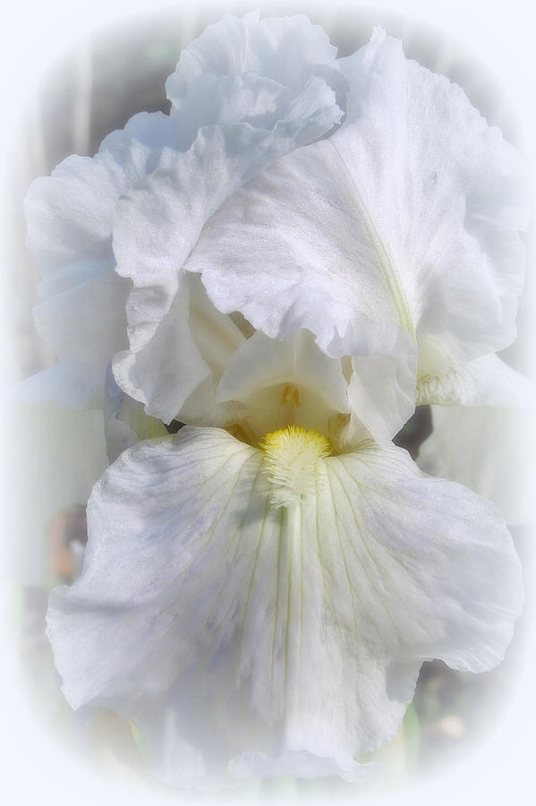 White On White Iris Digital Art by Kay Novy