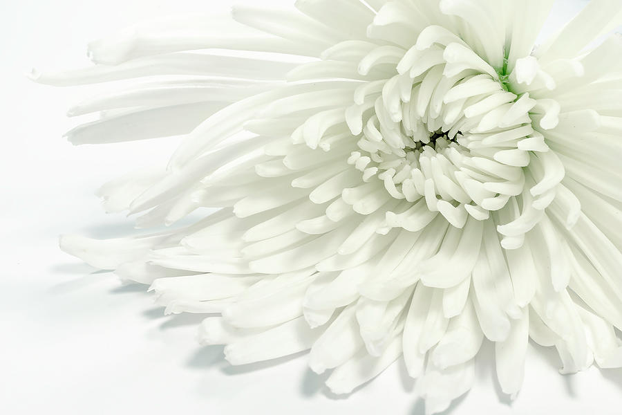 Flower Photograph - White on White by Sandi Kroll