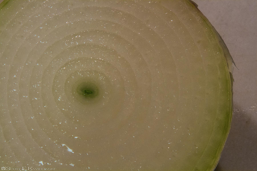 White Onion Photograph