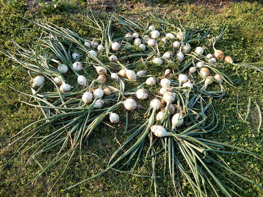 White Onions 2017 Photograph