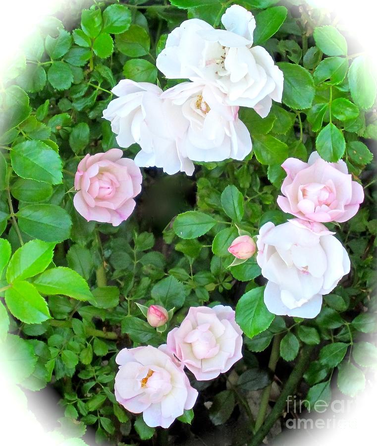 Green Leaves Photograph - White or Pink Rose by Phyllis Kaltenbach