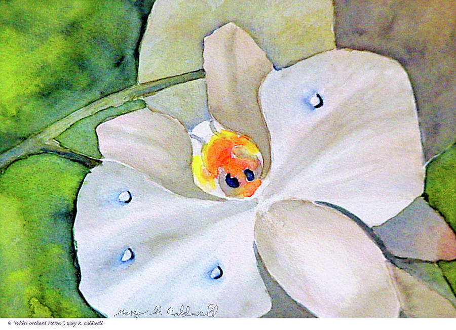 Watercolor Painting - White Orchard Flower  by Gary R Caldwell