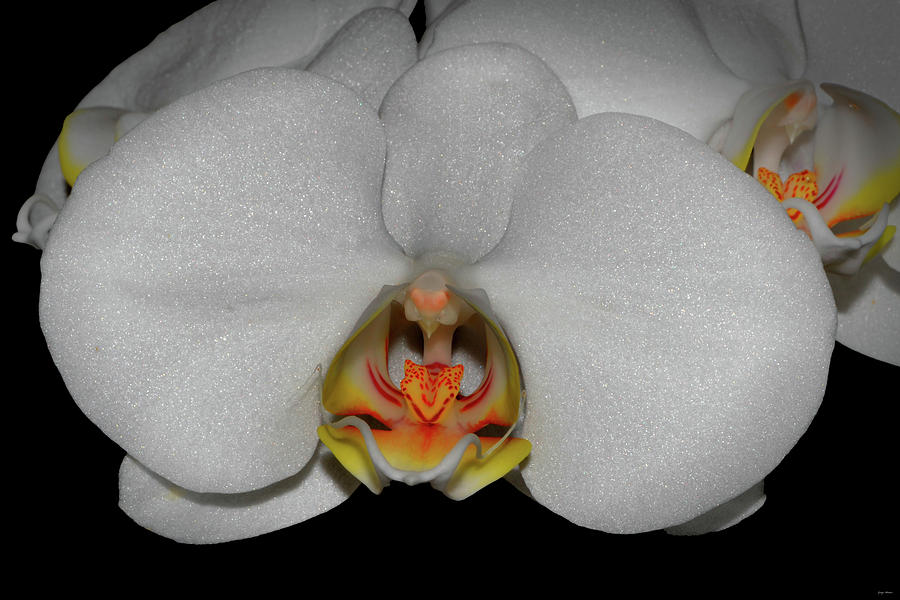 White Orchid 022 Photograph by George Bostian