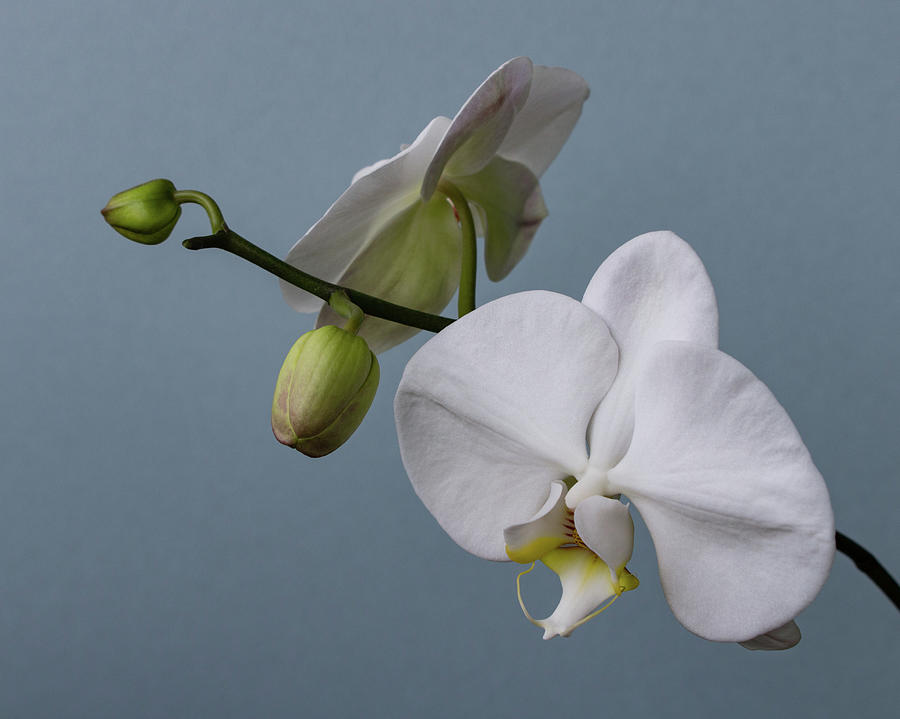 White Orchid 0320 Photograph by Pamela S Eaton-Ford