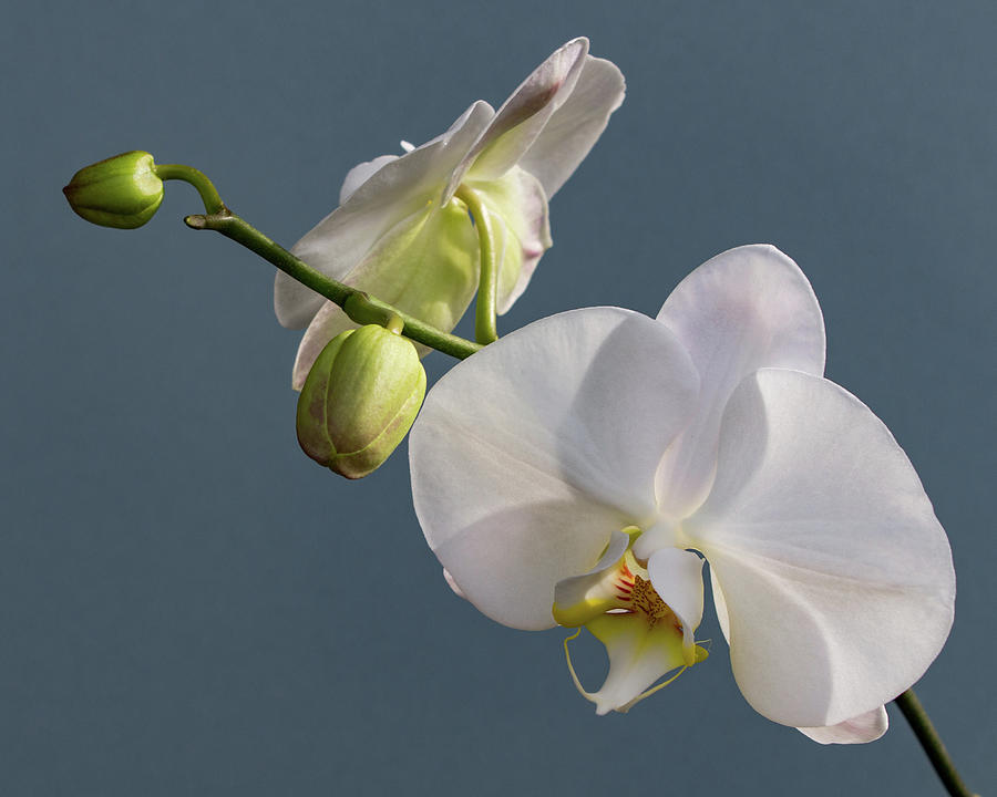 White Orchid 0351 Photograph by Pamela S Eaton-Ford