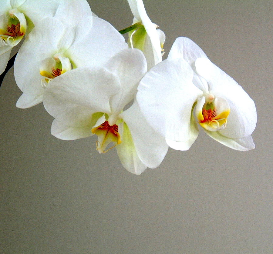White Orchid 1 Photograph by Douglas Pike