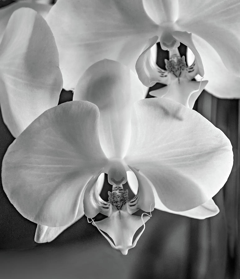 White  Orchid 2 bw Photograph by Steve Harrington