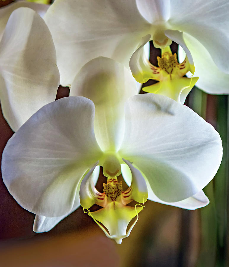 White  Orchid 2 Photograph by Steve Harrington