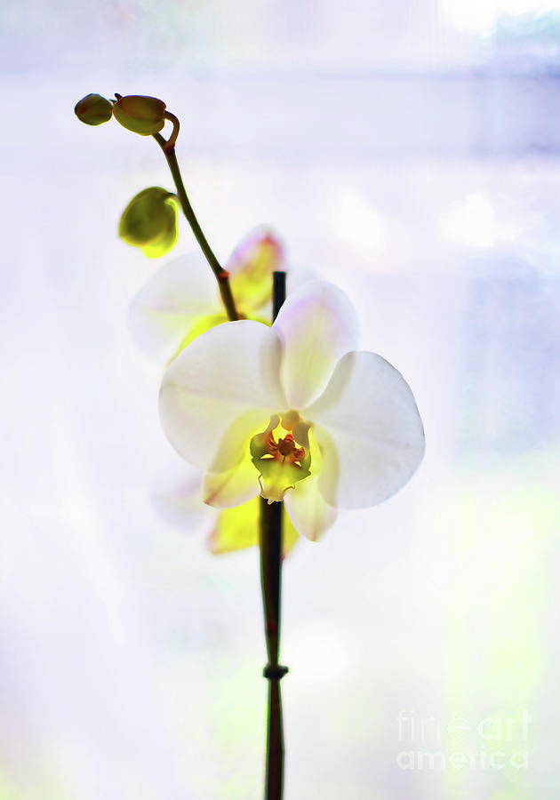 White Orchid Photograph by Alex Art