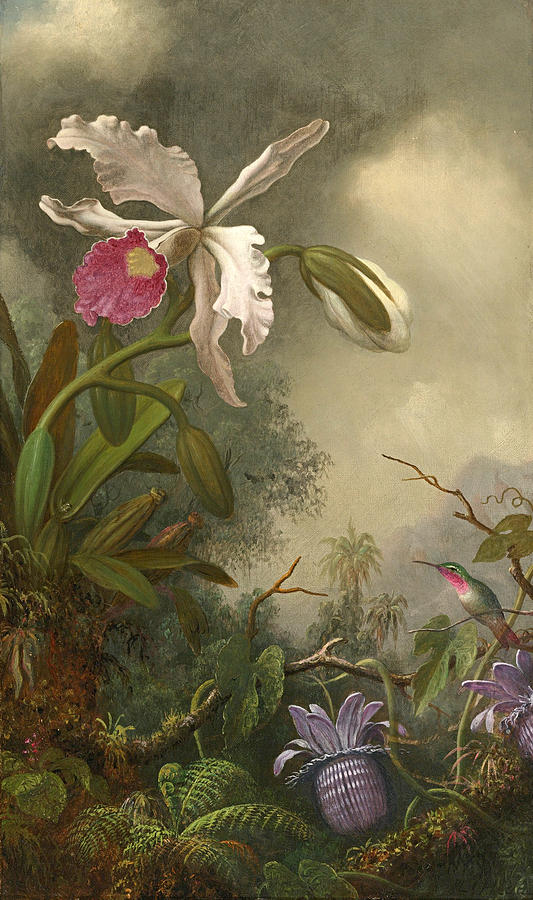 White Orchid and Hummingbird Painting by Martin Johnson Heade
