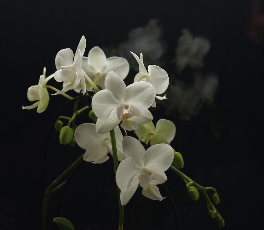 White Orchid and Reflection Photograph by Jeff Townsend