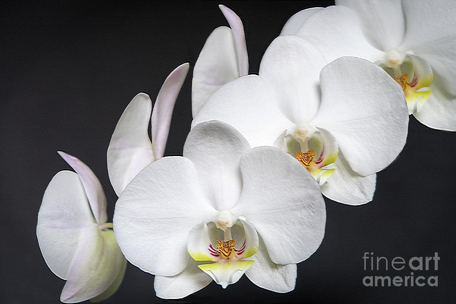 White Orchid Photograph by Ann Horn