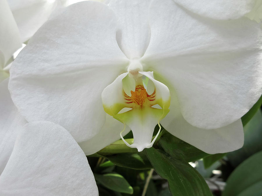 White Orchid Bloom Photograph by Tony Grider