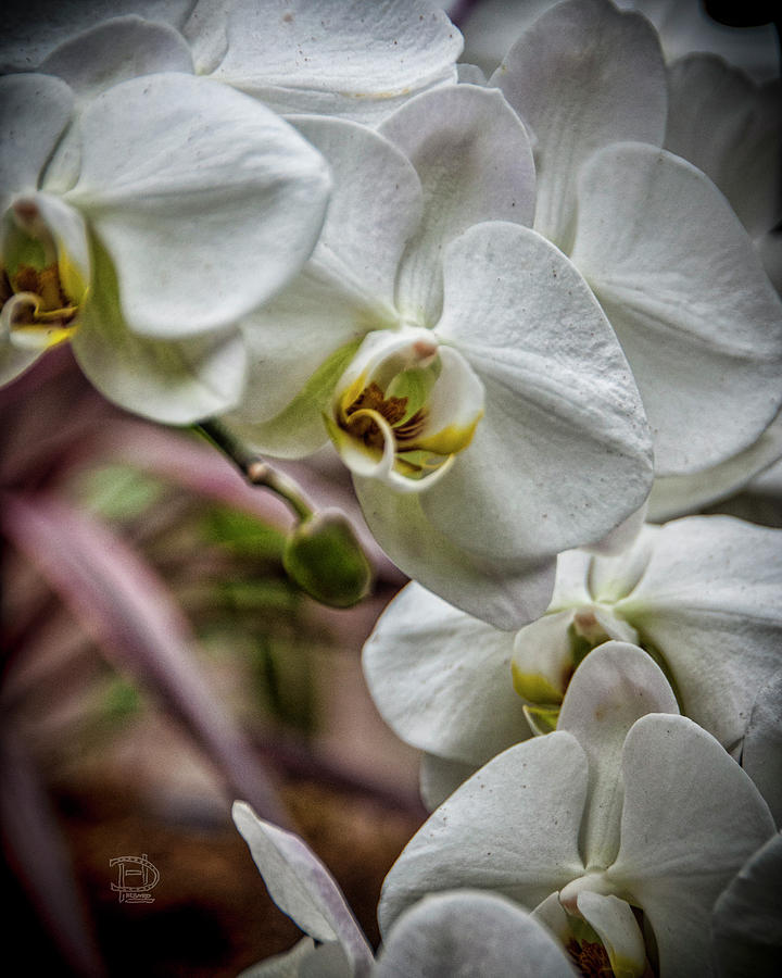 White Orchid Bouquette Photograph by Daniel Hebard