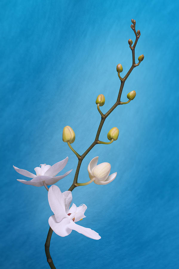Flower Photograph - White Orchid Buds on Blue by Tom Mc Nemar