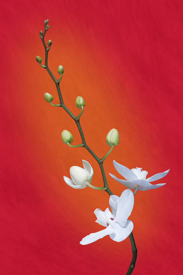 White Orchid Buds on Red Photograph by Tom Mc Nemar