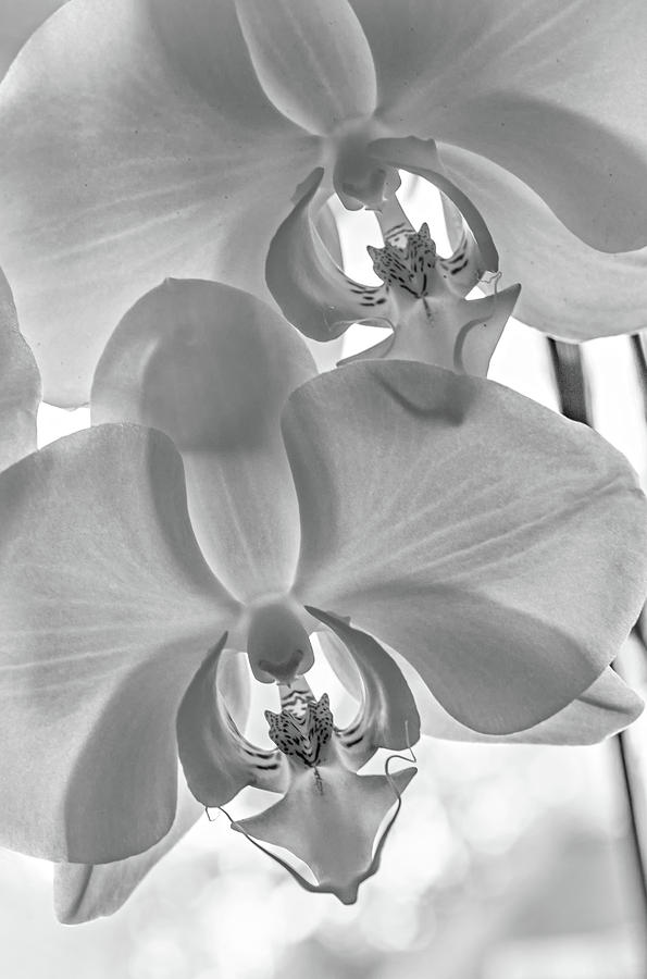 White  Orchid bw Photograph by Steve Harrington