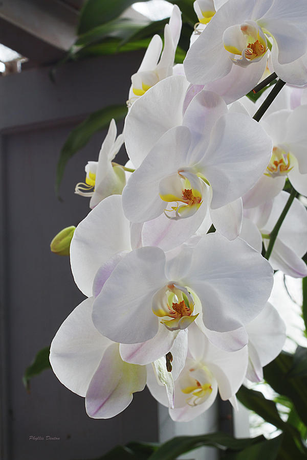 White Orchid Cascade Photograph by Phyllis Denton