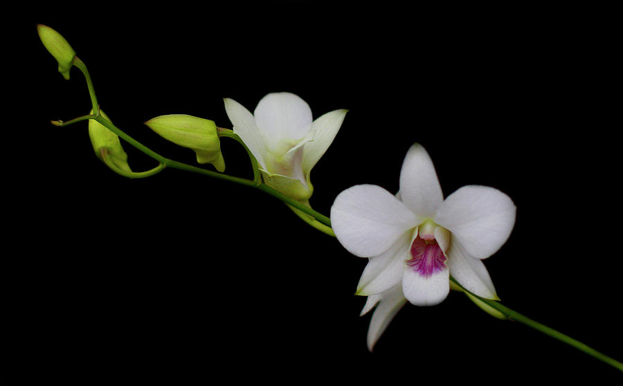 White Orchid Dream Photograph by Cate Franklyn