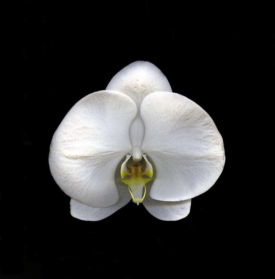 White Orchid Photograph by Christian Slanec