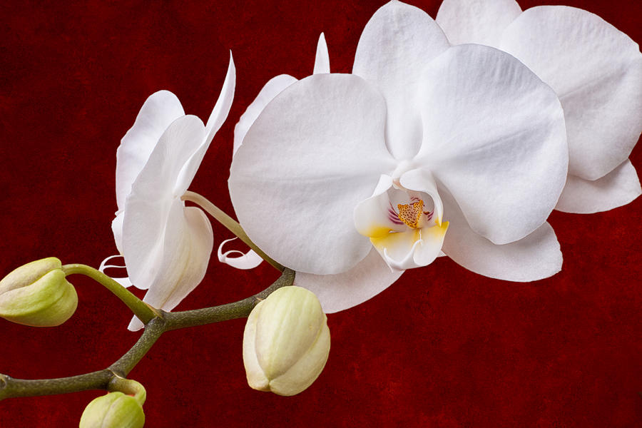 White Orchid Closeup Photograph by Tom Mc Nemar
