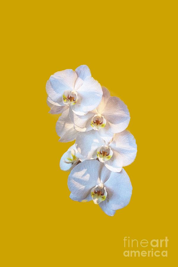 White Orchid Cutout Photograph by Linda Phelps