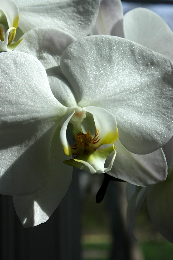 White Orchid Photograph by David Bearden