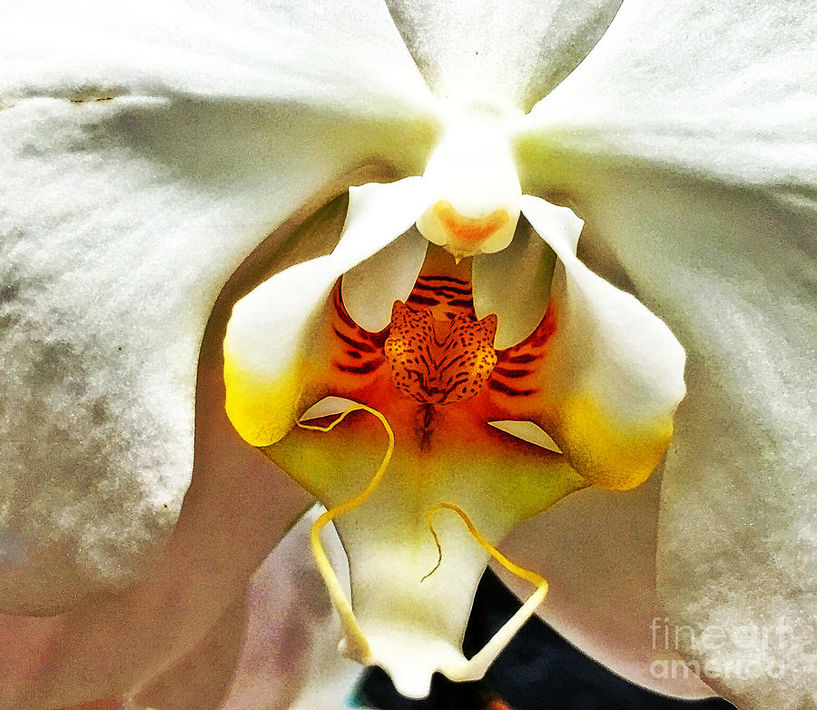 White Orchid Photograph