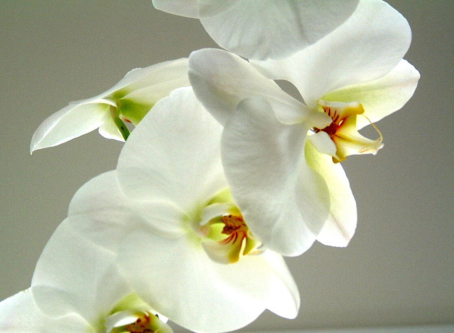 White Orchid Photograph by Douglas Pike