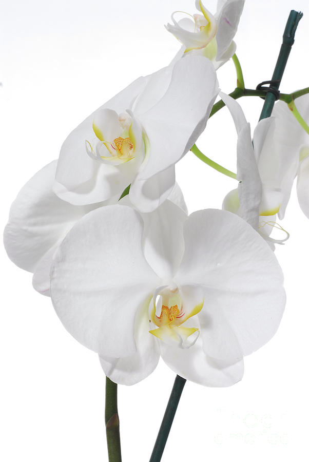 White Orchid Photograph by Eran Turgeman 