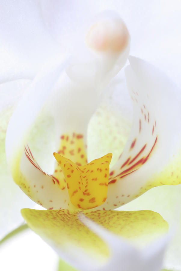 Orchid Photograph - White Orchid Flower by Juergen Roth
