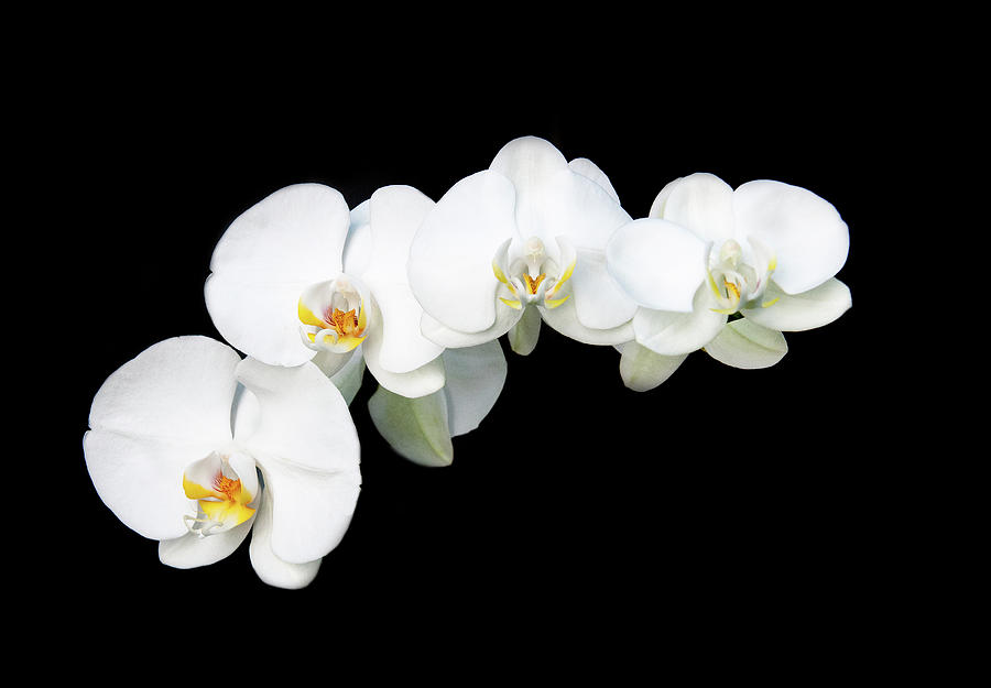 White orchid flower Photograph by Michalakis Ppalis