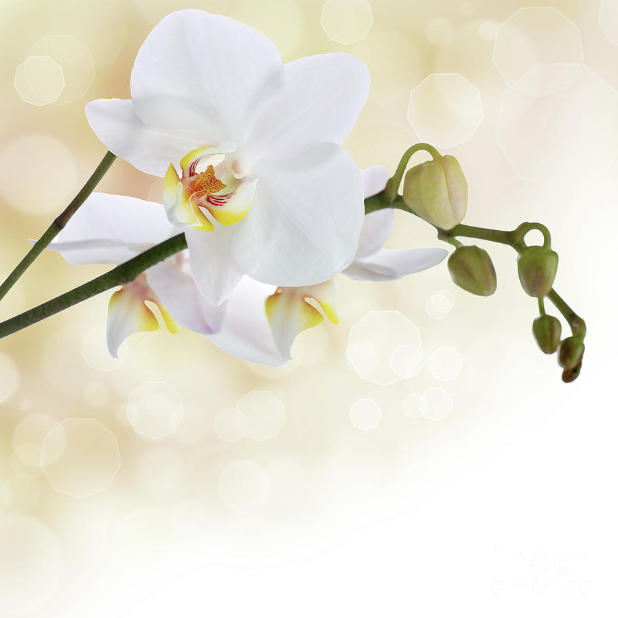 Orchid Photograph - White orchid flower by Pics For Merch
